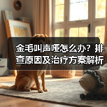 金毛叫声哑怎么办?排查原因及治疗方案解析(图1) 金毛叫声哑怎么办?排查原因及治疗方案解析(图1)