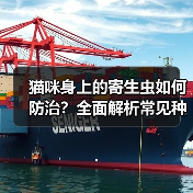 猫咪身上的寄生虫如何防治？全面解析常见种类与预防方法（图1）