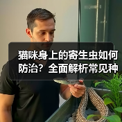 猫咪身上的寄生虫如何防治？全面解析常见种类与预防方法（图4）