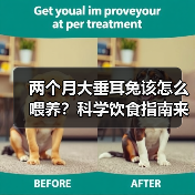 两个月大垂耳兔该怎么喂养？科学饮食指南来了（图3）