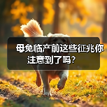 母兔临产前这些征兆你注意到了吗?(图1) 母兔临产前这些征兆你注意到了吗?(图1)