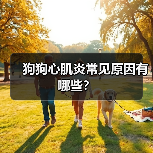 狗狗心肌炎常见原因有哪些？（图4）