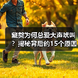 藏獒为何总爱大声吠叫?揭秘背后的15个原因(图2) 藏獒为何总爱大声吠叫?揭秘背后的15个原因(图2)
