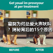 藏獒为何总爱大声吠叫?揭秘背后的15个原因(图3) 藏獒为何总爱大声吠叫?揭秘背后的15个原因(图3)