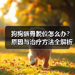 狗狗髌骨脱位怎么办?原因与治疗方法全解析(图2) 狗狗髌骨脱位怎么办?原因与治疗方法全解析(图2)